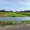 夏みず田んぼとヒマワリ畑の下見