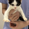 ～子猫のハチワレくん里親募集～（ご家族きまりました＾＾）