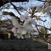 桜、開花しました