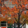 駅前の紅葉