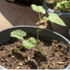 夏野菜　つるなしインゲン02　【鉢に植え替え】