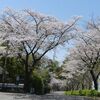 多摩の桜２０２４（３）　～町田の墓苑～