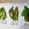 羽後町の山菜を送ってもらったので天ぷらパーリナイ！