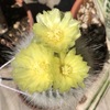 6月17日の雪晃とペンタカンサ。家の雪晃は黄色い花で3番目が咲きました。ペンタカンサは蕾です。