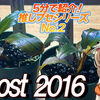 ブセファランドラsp.ゴースト2016超希少！美しすぎる褐色系ブセ