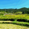 小豆島中山地区の千枚田で稲刈りがはじまりました。