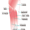 内側ハムストリングスの構成要素：半腱様筋・半膜様筋の解説！効果的な筋トレと特徴について