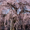 慶恩寺のしだれ桜