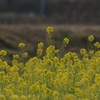 冬の菜の花