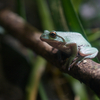 モリアオガエル Zhangixalus arboreus