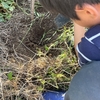 究極の水はけ対策で今年の夏こそはミニトマトをたくさん食べたい！【自然農の家庭菜園】