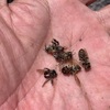 ニホンミツバチの謎の大量死について【農薬編】
