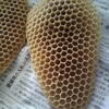 蜜蜂の巣