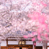 黒部・西徳寺の四季桜