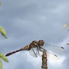 秋茜休める翅に雲流る（あ）