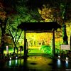 「越路もみじ園」のライトアップへ！息を呑む美しい景色が眼福すぎた
