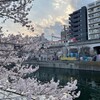 大岡川の桜の樹の下で