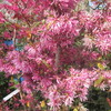 植木市で花色々