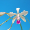 Encyclia dichroma