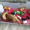 6歳と3歳とSwitchで対戦