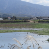 のどかな溜池に鴨たち群れて