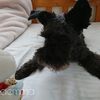 動物病院で教えてもらった犬のGPT（肝細胞酵素）が高い原因とその対処法のまとめ