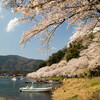 2017年の京都と滋賀の桜めぐり