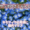 【サッポロさとらんど(札幌市)】ネモフィラの咲く場所や見頃に園内マップ