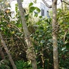今朝の庭から・・・ 富貴蘭を庭の木の枝で育てる