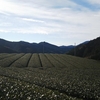 霜により一変する茶畑のある風景