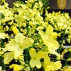 【花言葉】野菜の花にも花言葉があることもご存じですか！？