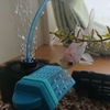 金魚の硬いエサを軟らかくする