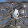 雪の鳥