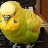 ５月１４日の相場を見てみたよ　チュン