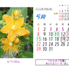 ◎5月の花暦：2022：今度はメインブログが引っ越し！