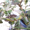 挿し木成功が目標な枝替わりのお茶の木