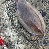 玉島E地区にてエギング　開始2分でモウゴウイカ