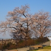 卯辰山「見晴らし台」からの桜