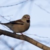 公園の野鳥達（１月１４日）