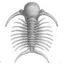 ファコプスの館 -La Maison de Phacops