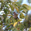 モズが多く見られた日(大阪城野鳥探鳥 2015/10/03 5:40-12:45)