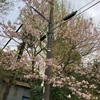 一枝の次は八重桜