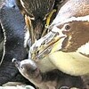フンボルトペンギン、赤ちゃん２羽　誕生…兵庫・姫路市立水族館