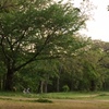 本日夕方の石手川公園の緑。背の高い木々をごらんください。