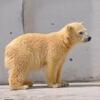 円山動物園　シロクマツィンズ　泳ぎの練習