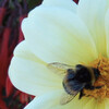 　マルハナバチ　(Bumble Bee)