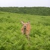 キャンプのち高架木道