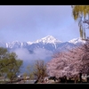 安曇野　 日替わり天気　【桜】　【夜桜】　【城】と【寺】　