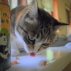 拾い食いが好き