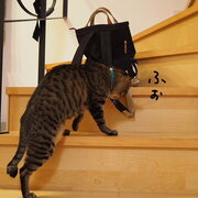 まめじろうな日々 カテゴリーの記事一覧 - でぶアメショと愛の無い生活。